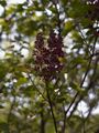 Syringa vulgaris-1 Lilak pospolity